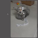 꿀강아지 테리하우스 이미지