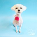 강아지미용실502 이미지