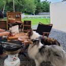 내촌애견 이미지