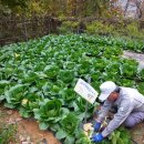 북양리 묘희원 이미지