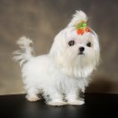 삐삐애견샵 이미지