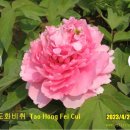 목단