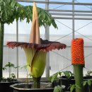 세상에서 가장 큰 꽃, 타이탄 아룸 (Titan arum) 이미지