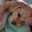 폴리파크 목련시장점 | 반려견 크림푸들 호두❤