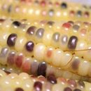 평해솥뚜껑 이미지