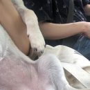 코모네펫하우스 이미지