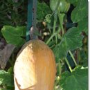 경성나루 이미지