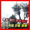 죽전자연유치원 | 옥상 화단 나무제거 나무자르기 전지작업 나무벌목업체