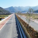 완도호랑가시나무 가로수길 이미지