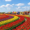 철원 고석정 봄꽃축제 이미지