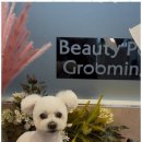 아리스타펫 이미지