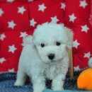 계룡애견 이미지