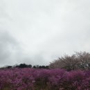 와룡산 진달래군락지(3월25일) 이미지