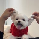 팡앤뭉치 이미지