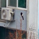 2월의 이야기 모음집. 까치와 또간집 그리고 친구들과 추억여행