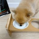 리즈퍼피 | 포메사료 망고밥 트리플엑스 활력 면역력에 좋은 펫푸드