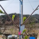 다래농장2 이미지