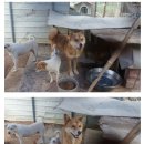 아산 천사원 유기동물보호소 7월 28일 의료봉사 (나나우리카페팀) 이미지