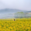 7월 7일 금요일 아침 파주 해바라기 이미지