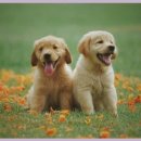 잠실베스트동물메디컬센터 | 노령견 건강검진 24시간 동물병원에서 받은 꼼꼼한 케어와 시설 후기