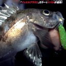 아미현 | 볼락낚시 보석 같은 비주얼 쥬얼 블래스트 필드 테스트 후기 살펴보기