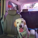 우다다 펫택시 이미지