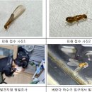 강남-159 이미지