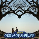 충남 부여 가볼만한곳 성흥산성 사랑의나무 인생샷 찍으러
