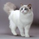 펠리스트 이미지
