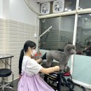 러블리 댕댕 이미지