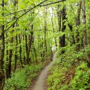 황부자 며느리 친정가는 둘레길 | [태백 본적산 황부자 며느리 친정가는 둘레길] 이름이 참 재미있어서 슬슬 궁금해지는 길