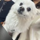 베네테일러 | [결혼준비]창원 베네테일러 맞춤정장 예복 계약 /내돈내산 후기