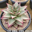바보다육 네이버블로그