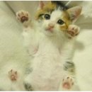 고양이 발바닥 이미지