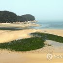 파래들 이미지