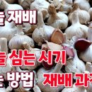 마늘 재배 과정 파종에서 수확까지. 마늘 심는 시기와 심는 방법 이미지