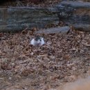 고양이동산 이미지