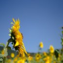 밀양 산외면 해바라기축제. 이미지