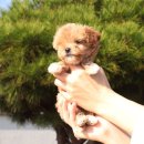 내 품안의 반려견 이미지