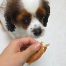 행복을주는닭 | [추천템] 기호성 좋은 강아지 수제간식, 도그말리온 닭가슴살육포 급여후기