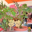 김영순농장 이미지