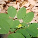 정미보리밥 이미지