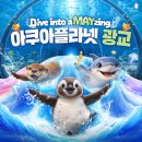 인어아가씨 | "엄마, 진짜 인어가 살고 있어요!" 광교 아이와 가볼만한곳 1순위, 아쿠아플라넷 직관 후기
