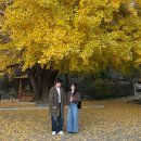 하천회관 | 경주 단풍 명소 | 400년 된 하곡리 은행나무 데이트 주차 후기