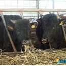 제주 흑우 이미지