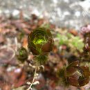 송백1리 이미지