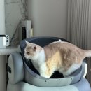 코오롱글로벌 | 고양이화장실추천 코오롱글로벌 PETETO 오픈형 고양이자동화장실 사용후기