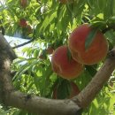 손지농장 이미지