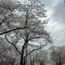 한적 | 전북 완주군 송광사 벚꽃길 후기 한적한 벚꽃 명소 산책 코스