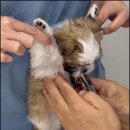 순창 동물병원 이미지